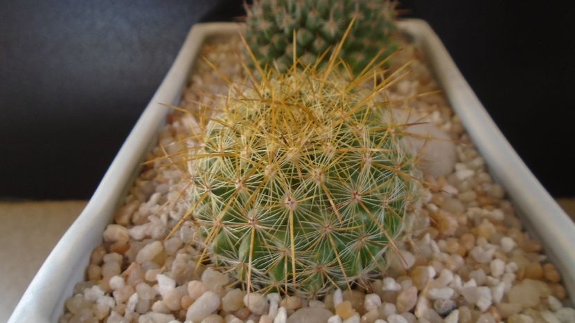 Mammillaria petterssonii (huiguerensis), Jalisco, Zacatecas - Cactusi 2020 final de an