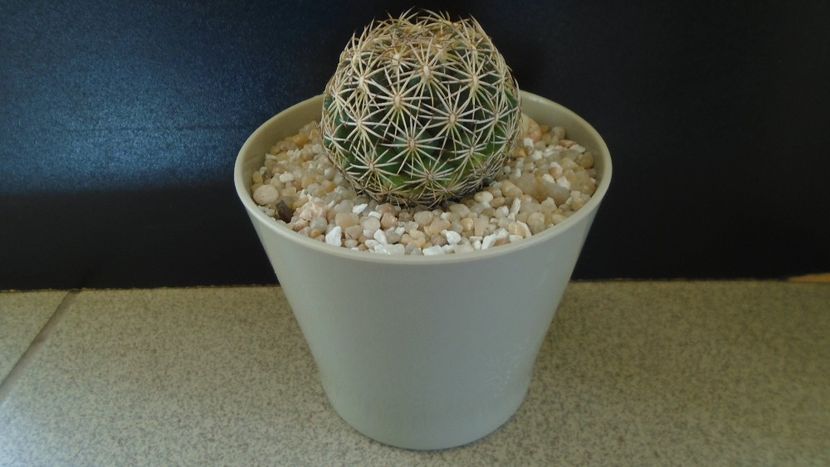 Coryphantha cornifera - Cactusi 2020 final de an