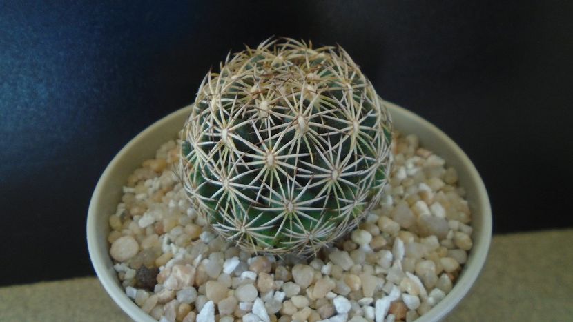 Coryphantha cornifera - Cactusi 2020 final de an