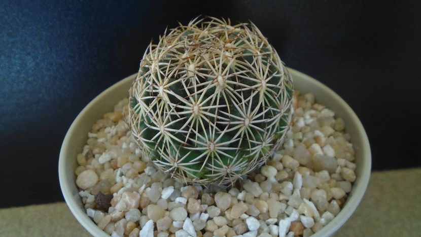 Coryphantha cornifera - Cactusi 2020 final de an