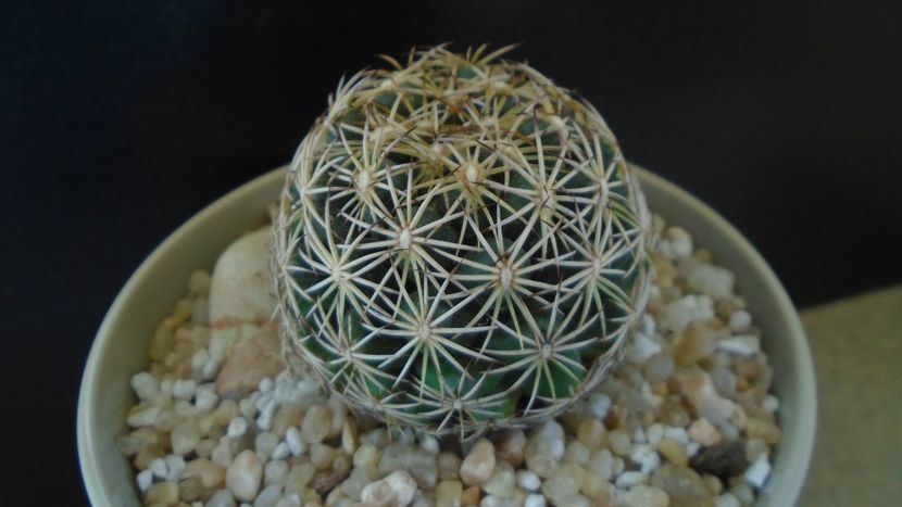 Coryphantha cornifera - Cactusi 2020 final de an