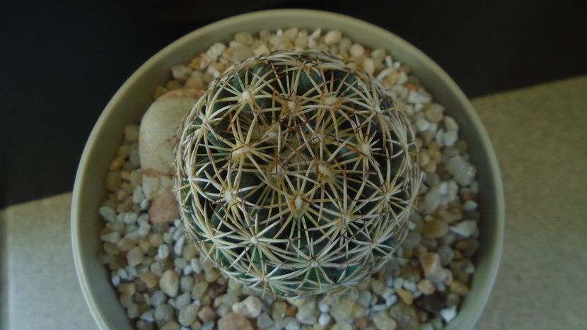 Coryphantha cornifera - Cactusi 2020 final de an