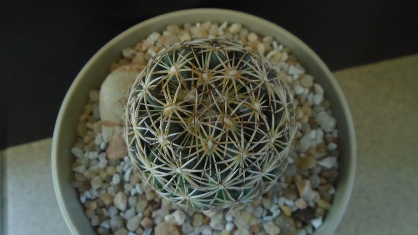 Coryphantha cornifera - Cactusi 2020 final de an