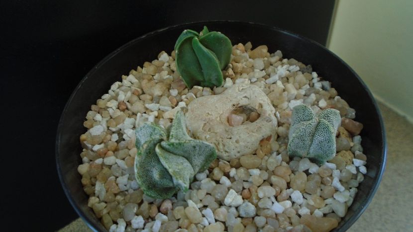 Grup de 3 Astrophytum - Cactusi 2020 final de an