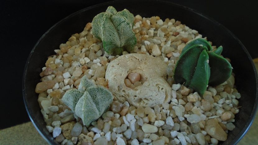 Grup de 3 Astrophytum - Cactusi 2020 final de an