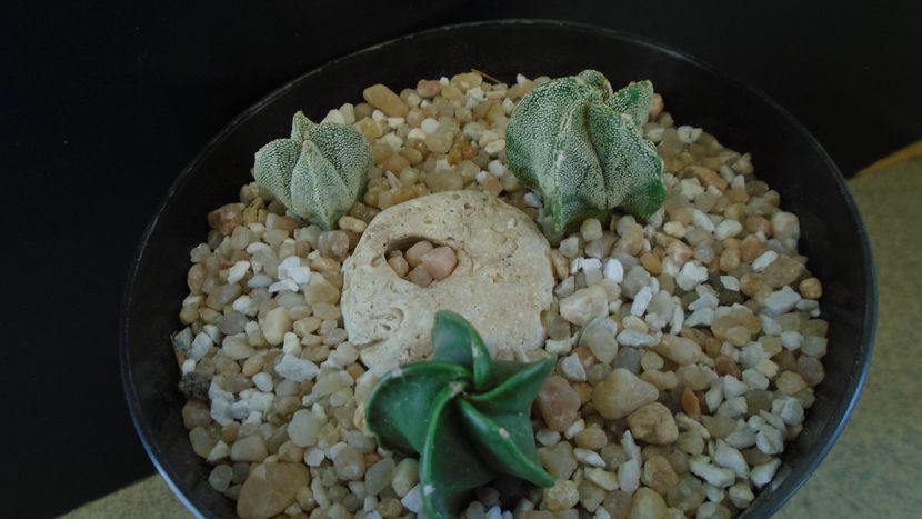 Grup de 3 Astrophytum - Cactusi 2020 final de an