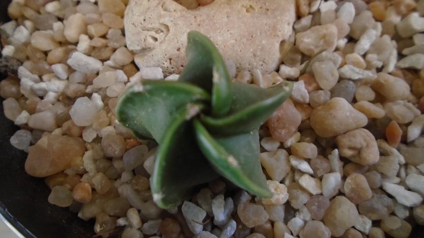 Astrophytum myriostigma v. nudum (Hekiran) - Cactusi 2020 final de an