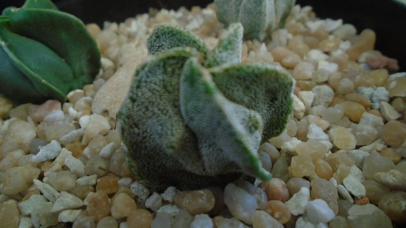 Astrophytum myriostigma - Cactusi 2020 final de an