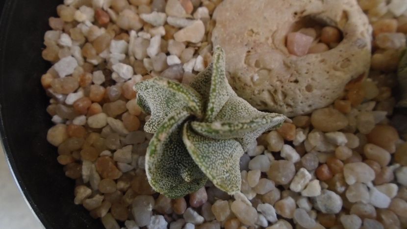 Astrophytum myriostigma - Cactusi 2020 final de an