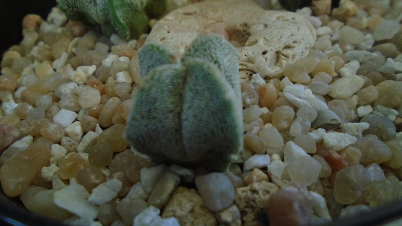 Astrophytum myriostigma v. quadricostatum - Cactusi 2020 final de an