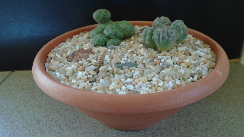Grup de 3 Puna (Maihueniopsis) - Cactusi 2020 final de an