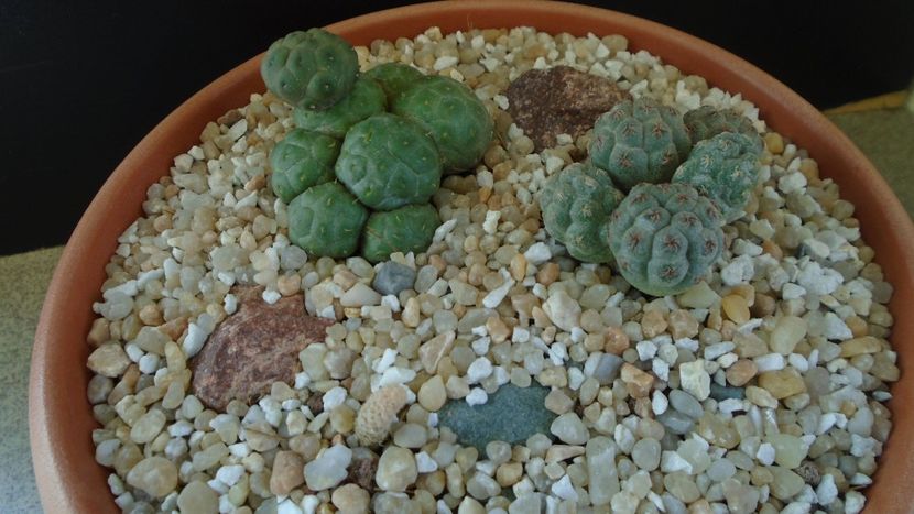 Grup de 3 Puna (Maihueniopsis) - Cactusi 2020 final de an