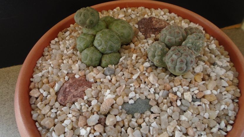 Grup de 3 Puna (Maihueniopsis) - Cactusi 2020 final de an