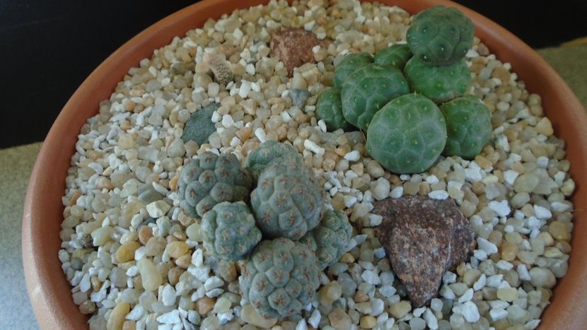 Grup de 3 Puna (Maihueniopsis) - Cactusi 2020 final de an