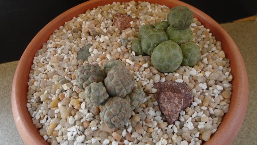 Grup de 3 Puna (Maihueniopsis) - Cactusi 2020 final de an