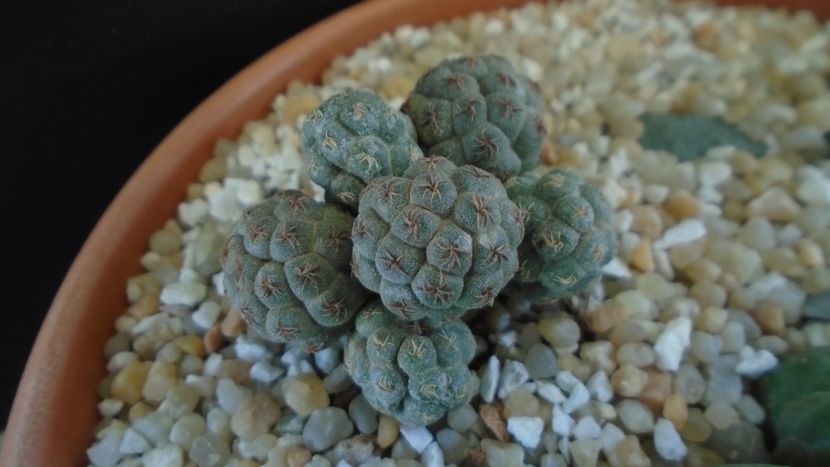 Puna (Maihueniopsis) bonnieae - Cactusi 2020 final de an