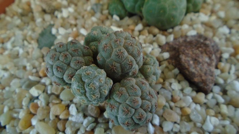 Puna (Maihueniopsis) bonnieae - Cactusi 2020 final de an