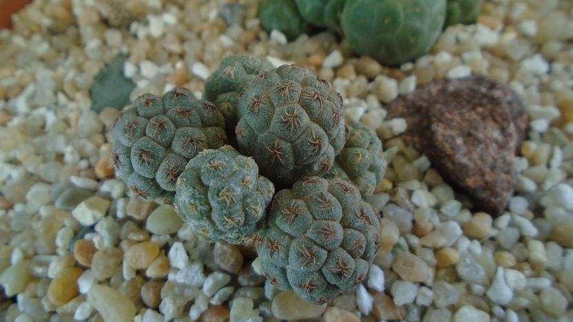 Puna (Maihueniopsis) bonnieae - Cactusi 2020 final de an