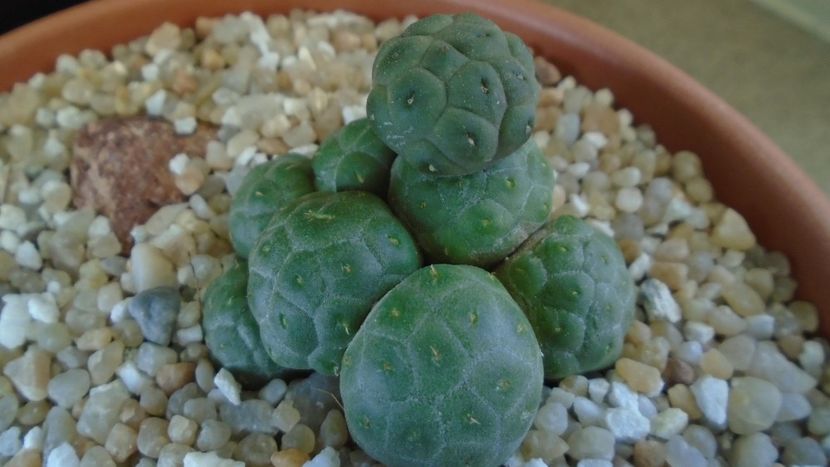 Puna (Maihueniopsis) bonnieae f. inermis - Cactusi 2020 final de an