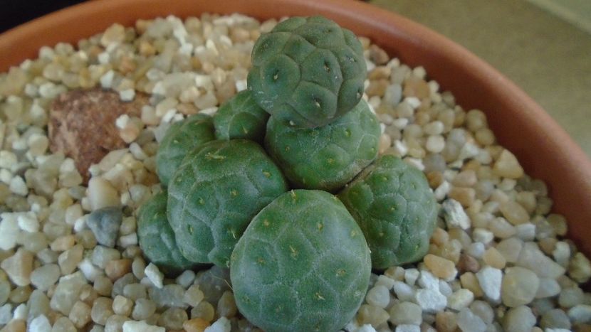 Puna (Maihueniopsis) bonnieae f. inermis - Cactusi 2020 final de an