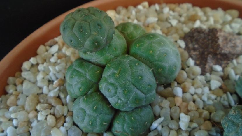 Puna (Maihueniopsis) bonnieae f. inermis - Cactusi 2020 final de an