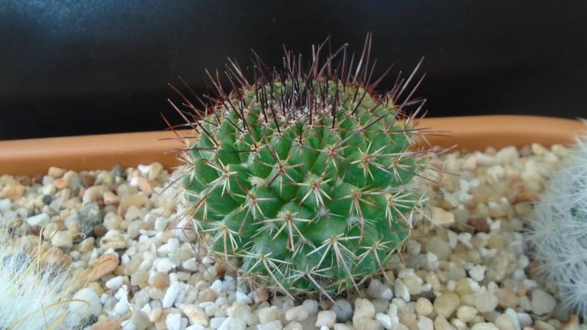 Mammillaria cv. Ginsa Maru (Discolor) - Cactusi 2020 final de an