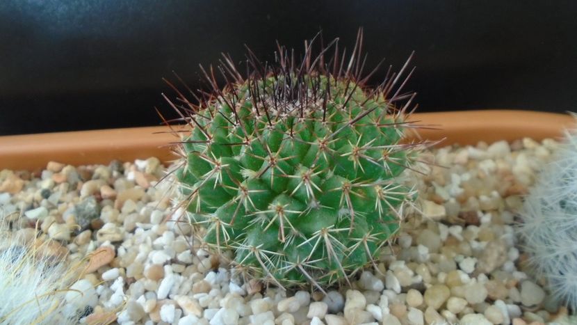 Mammillaria cv. Ginsa Maru (Discolor) - Cactusi 2020 final de an