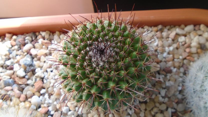 Mammillaria cv. Ginsa Maru (Discolor) - Cactusi 2020 final de an