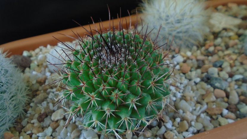 Mammillaria cv. Ginsa Maru (Discolor) - Cactusi 2020 final de an