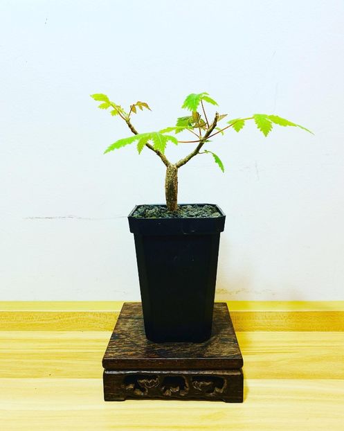 Bursera copallifera - Whish list pentru viata urmatoare2