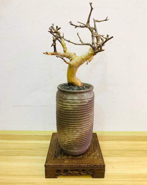Commiphora stocksiana - Whish list pentru viata urmatoare2