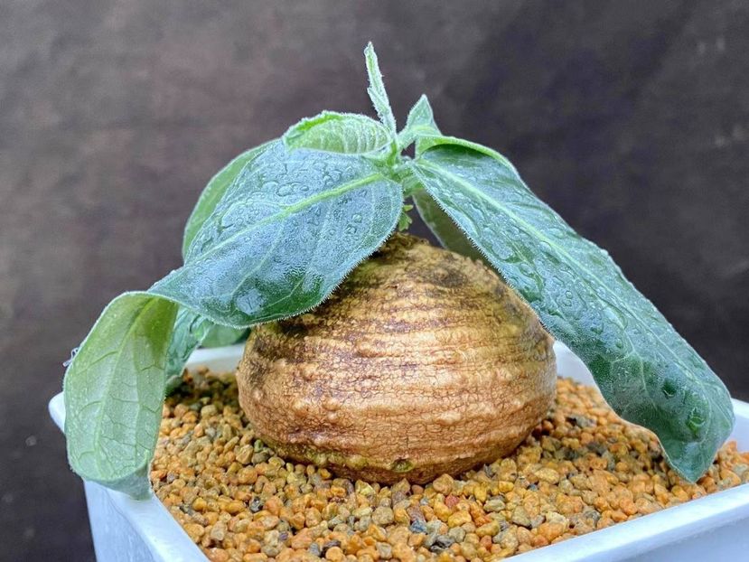 Trochomeria polymorpha - Whish list pentru viata urmatoare2