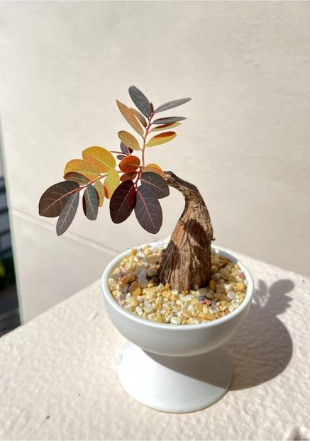 Phyllanthus mirabilis - Vase - aranjamente - accesorii