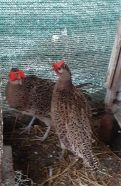 Screenshot_20210208-152850_OLXro - Fazani