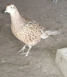 Screenshot_20210208-141033_Chrome - Fazani