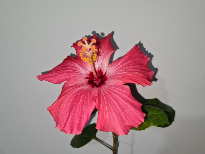  - Hibiscus Painted Lady