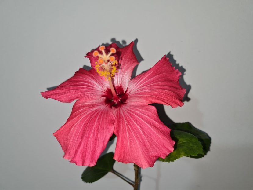  - Hibiscus Painted Lady