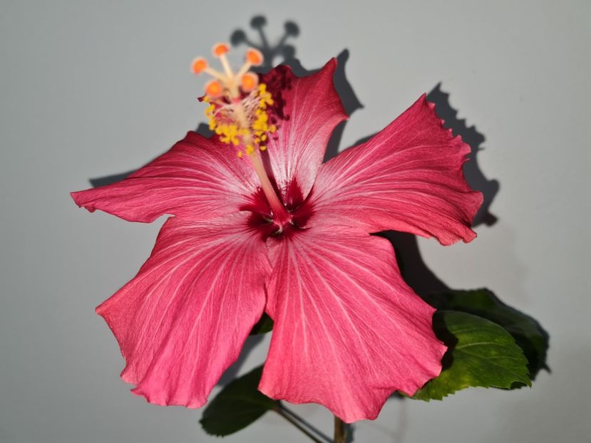  - Hibiscus Painted Lady