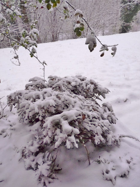  - Azalee si Rhododendroni