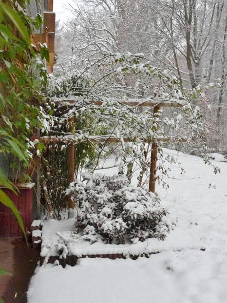  - Azalee si Rhododendroni