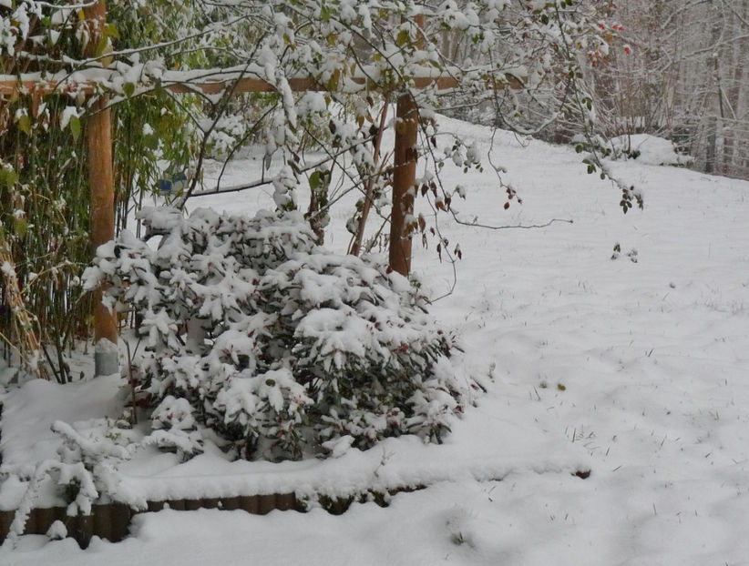 Decembrie 2020 - Azalee si Rhododendroni