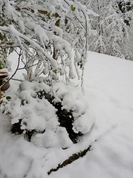  - Azalee si Rhododendroni