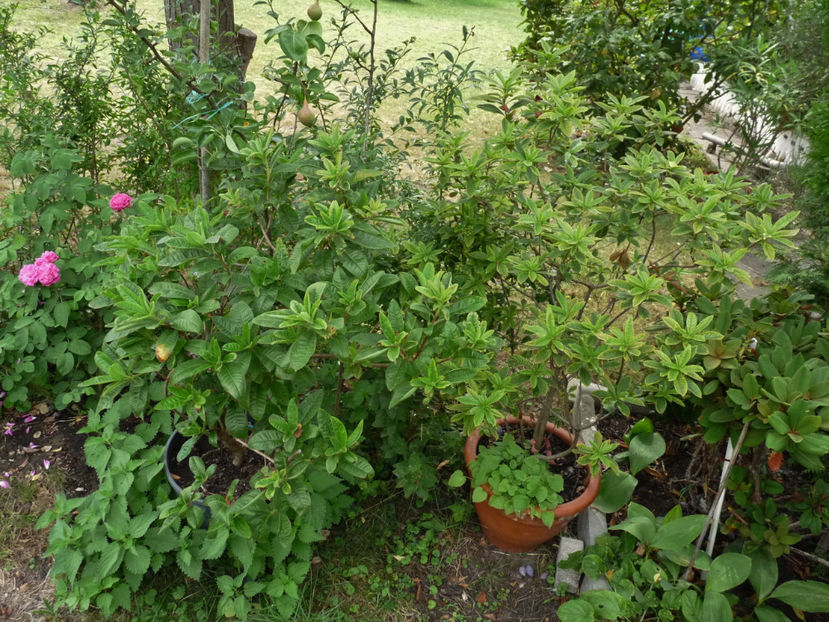  - Azalee si Rhododendroni