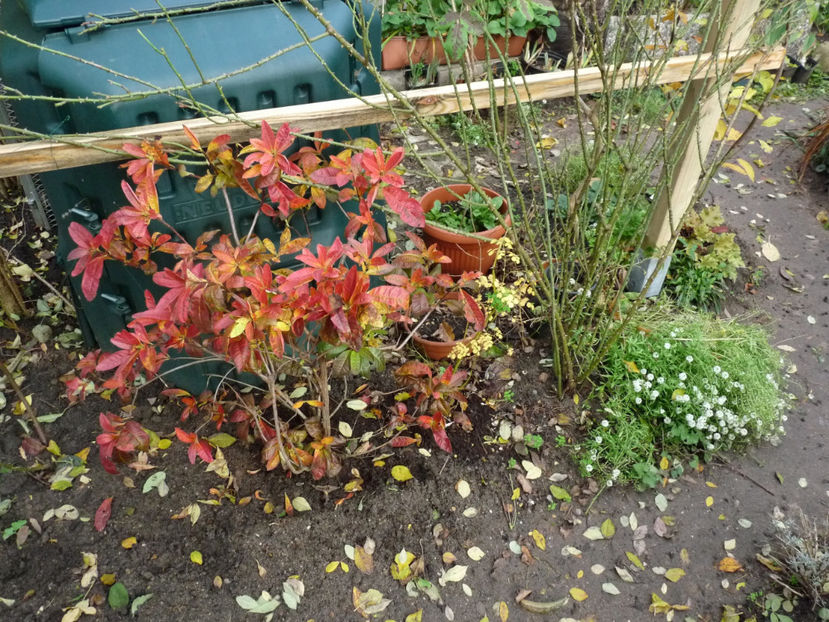  - Azalee si Rhododendroni