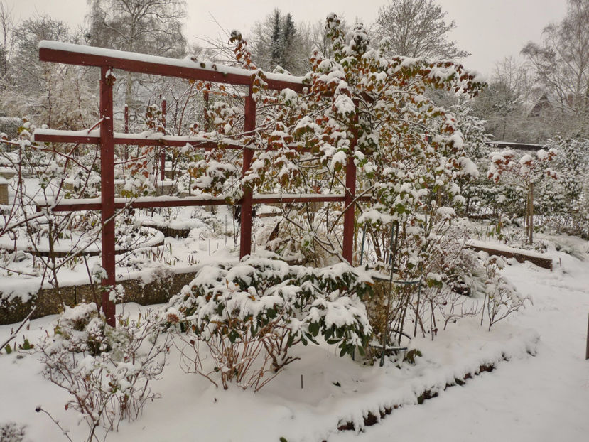  - Azalee si Rhododendroni