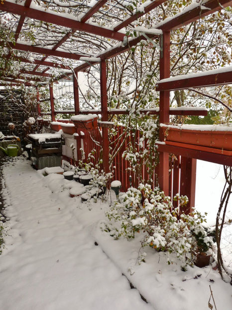  - Azalee si Rhododendroni