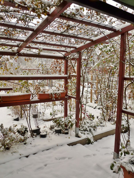  - Azalee si Rhododendroni