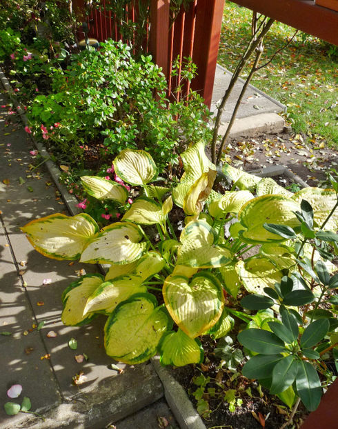  - Azalee si Rhododendroni