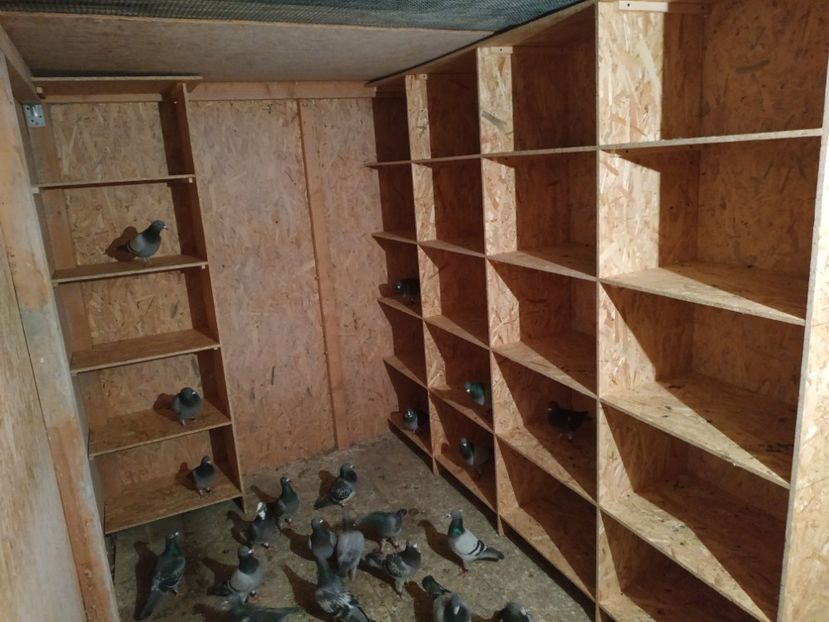  - Volieră nouă 2020