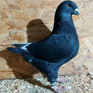 114051838_PTFCCIH3 - 3---AGH DAȚI 2019 - 2025